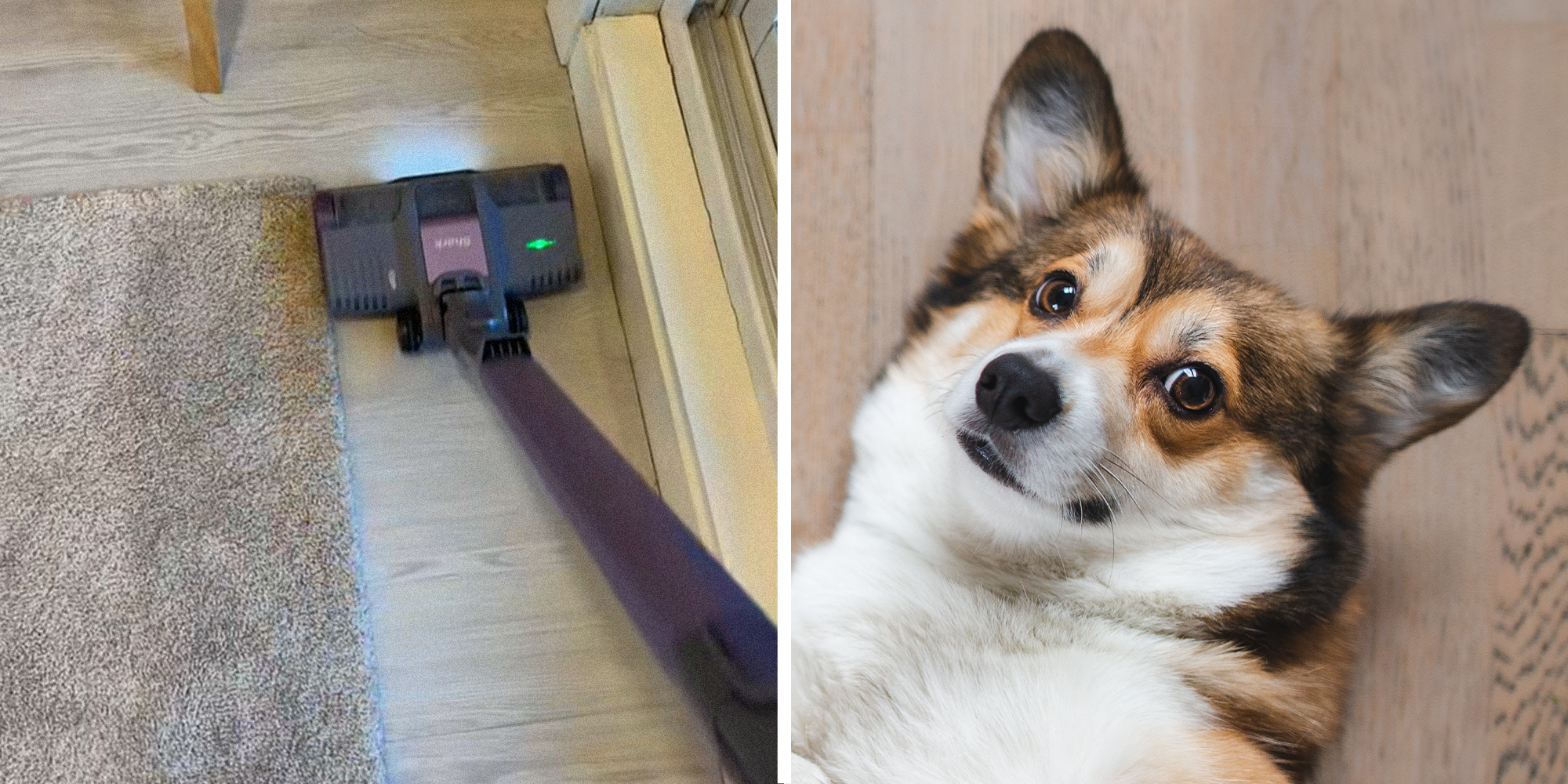 Split image. Shark vacuum on hard floors on left. Dog laying down on back looking up on right.
