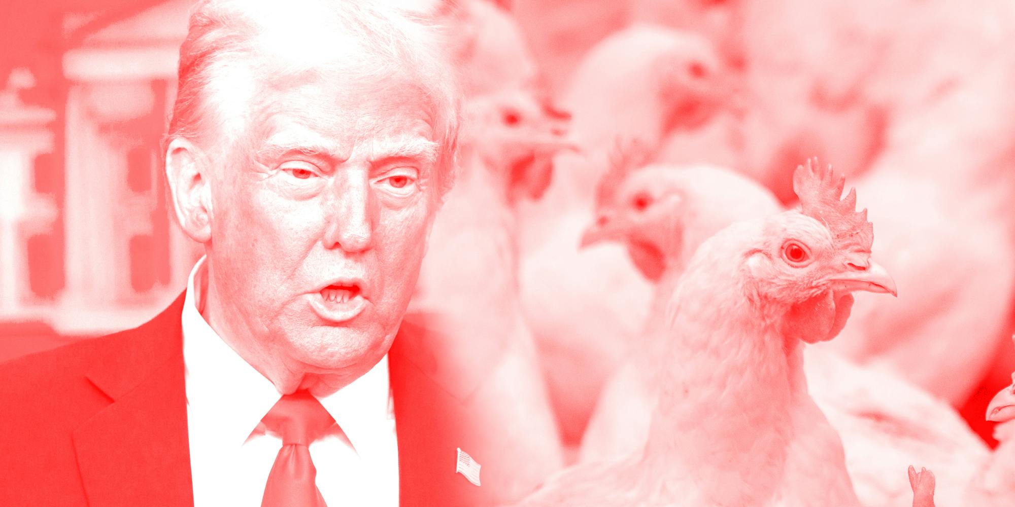 Photo collage image of Donald Trump and chickens.