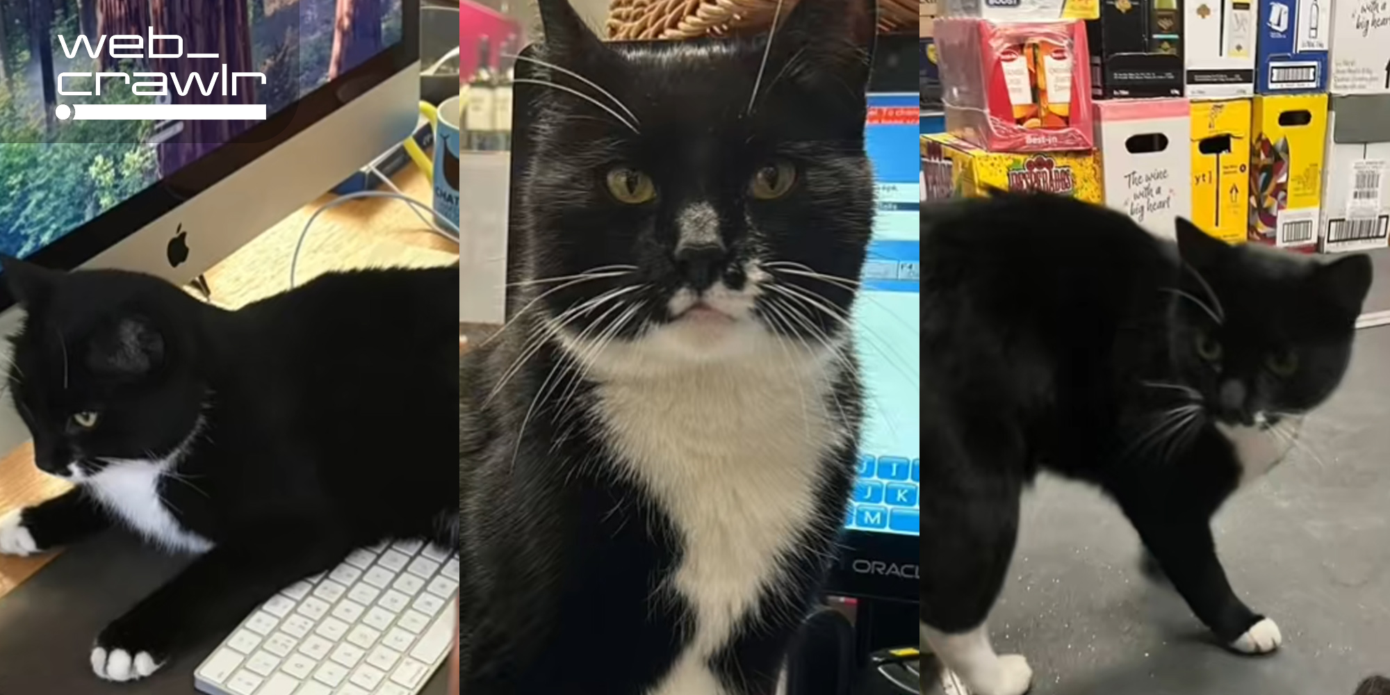 Three screenshots of Mischief the cat. The Daily Dot newsletter web_crawlr logo is in the top left corner.