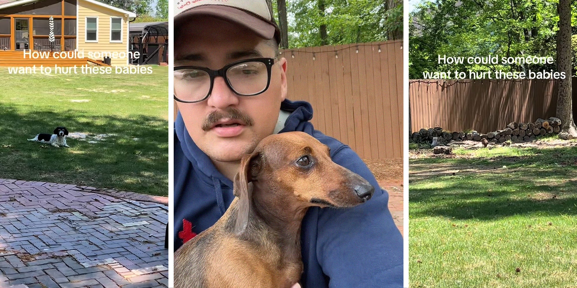 view of puppy laying down on lawn(l) Man holding his puppy(c) puppy walking near fence(r)