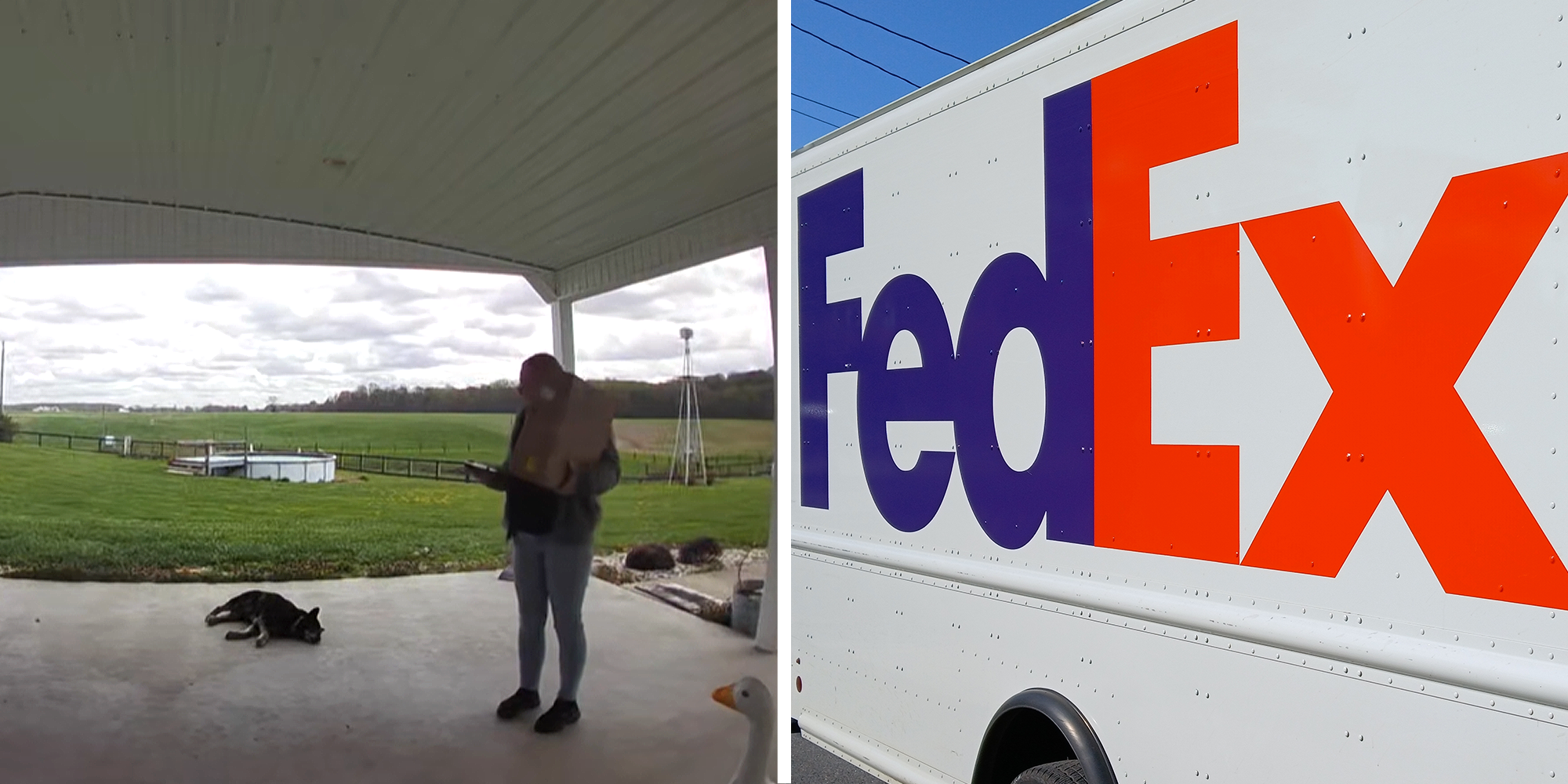 2 panel image. Dog lying down in yard near FedEx driver on left. FedEx truck on right.