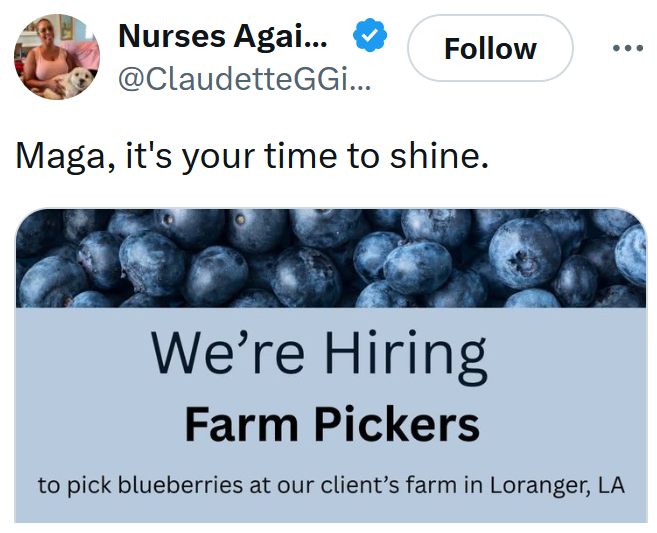 Tweet reading 'Maga, it's your time to shine' with a job ad for farm pickers.