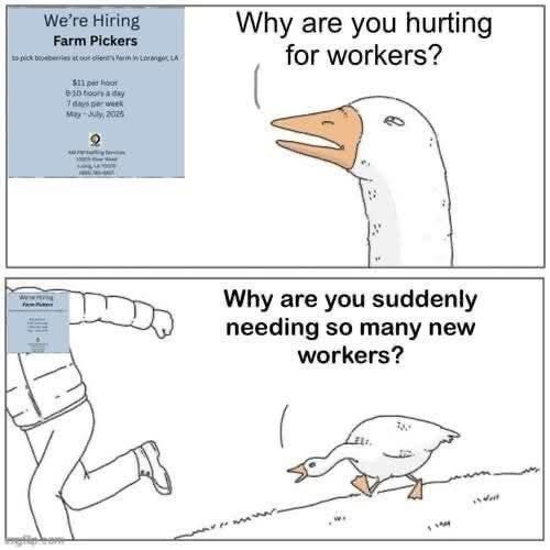 Angry goose chasing someone meme about the hiring farm pickers job ad.