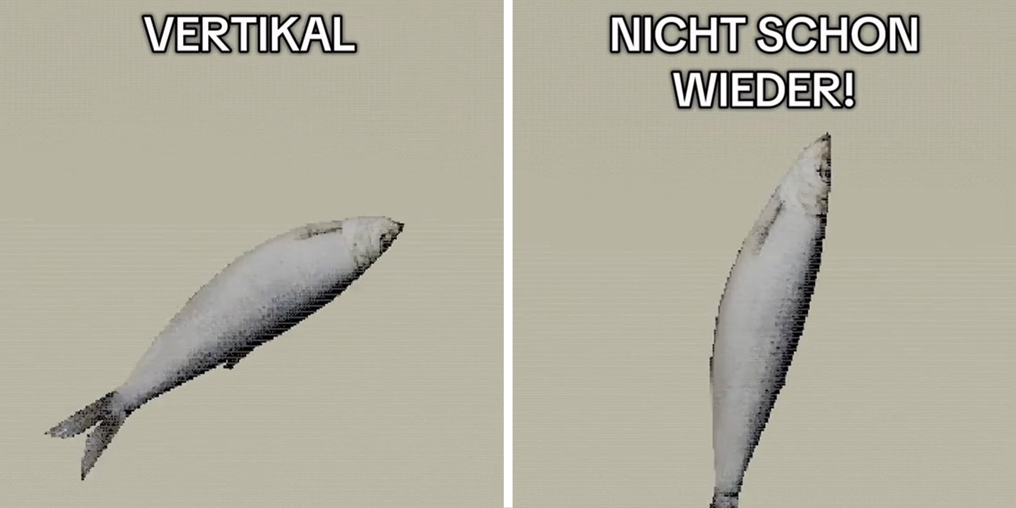 vertikal rotierender fisch meme; Pixelated image of a fish spinning