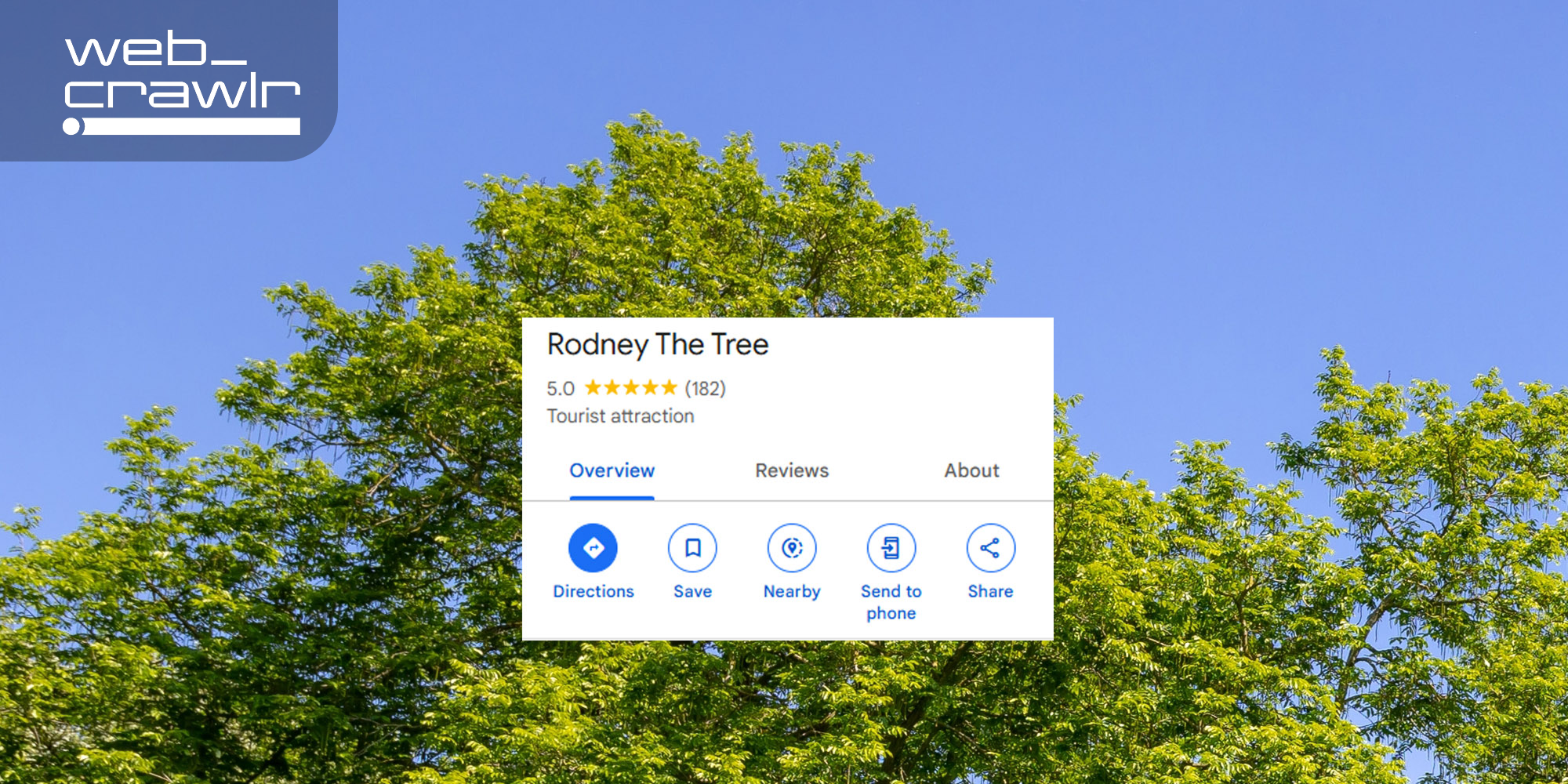 A tree with a Google review for 'Rodney The Tree'