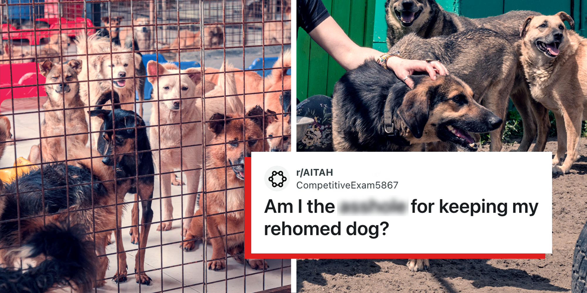 “I couldn’t in my heart leave her there”: Woman finds her dog at the animal shelter after rehoming her