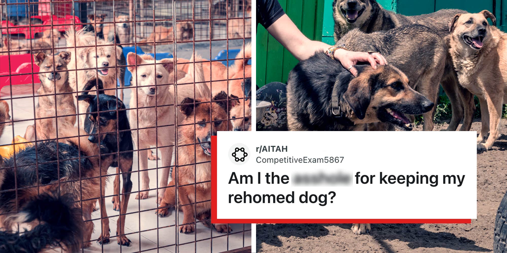 "I couldn’t in my heart leave her there": Woman finds her dog at the animal shelter after rehoming her
