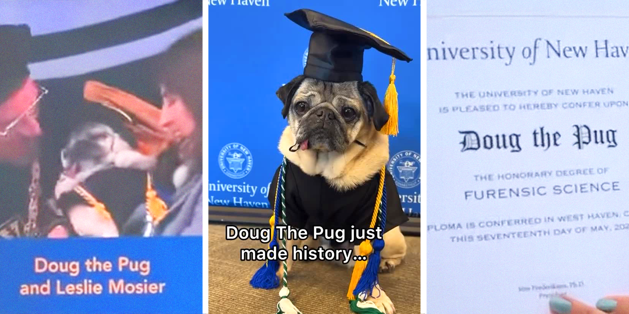 3 panel image of Doug the Pug receiving honorary degree in cap and gown