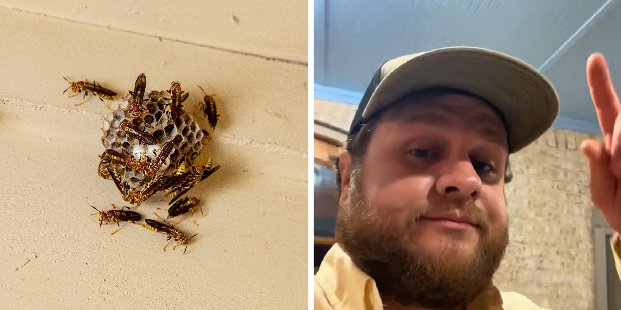 2 panel image showing a typical wasp's nest and a person explaining.