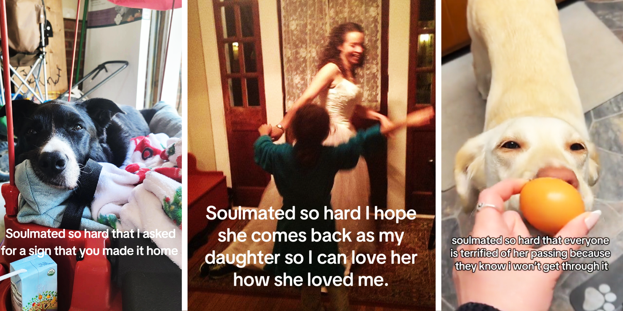 3 Panel image, of black border collie, mother and daughter playing, and golden Lab sniffing oranges