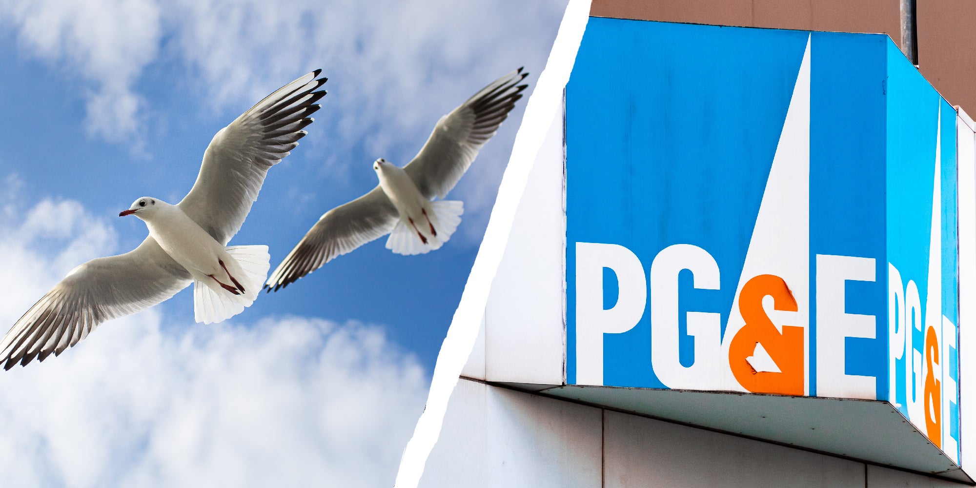 2 panel image showing birds flying and the PG&E logo on a rusty building.