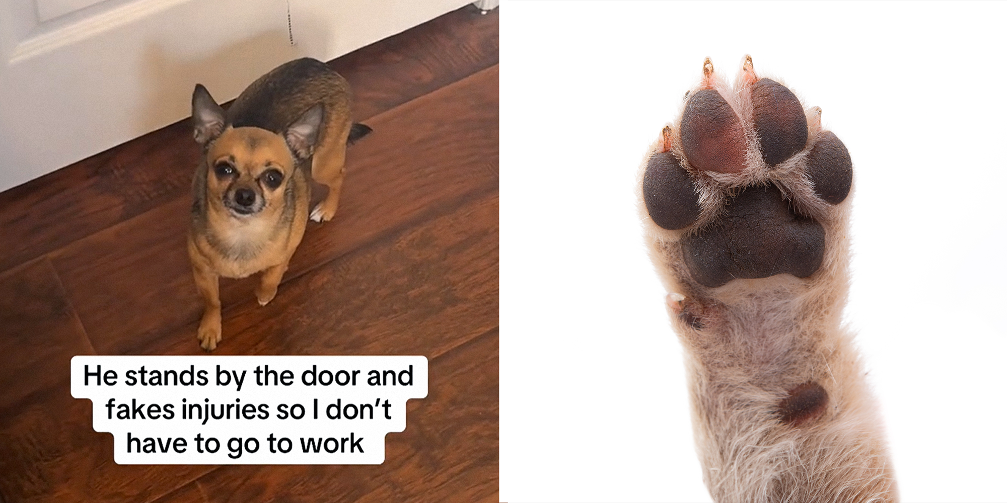 Dog in front of door with caption that reads: 'he stands by the door and fakes injuries so I don't have to go to work' on left. Dog paw in air on right.