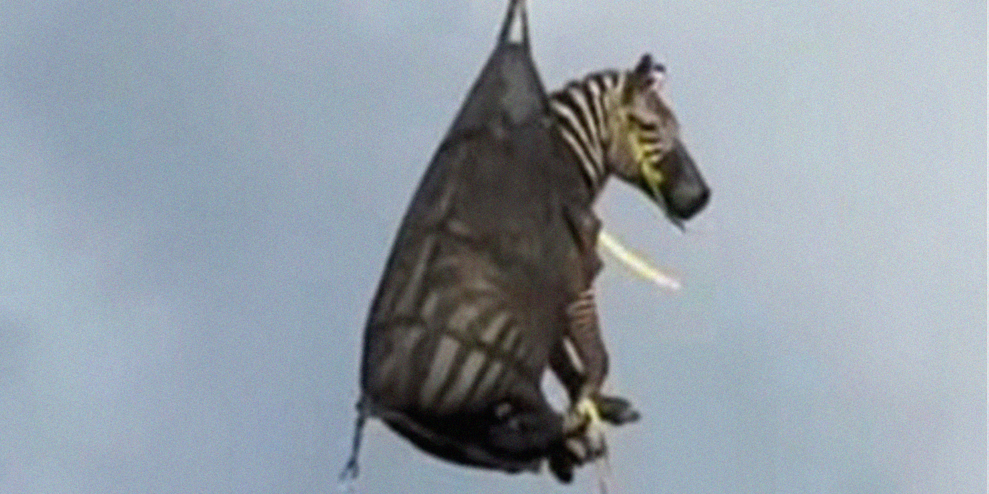 ed the zebra in the air