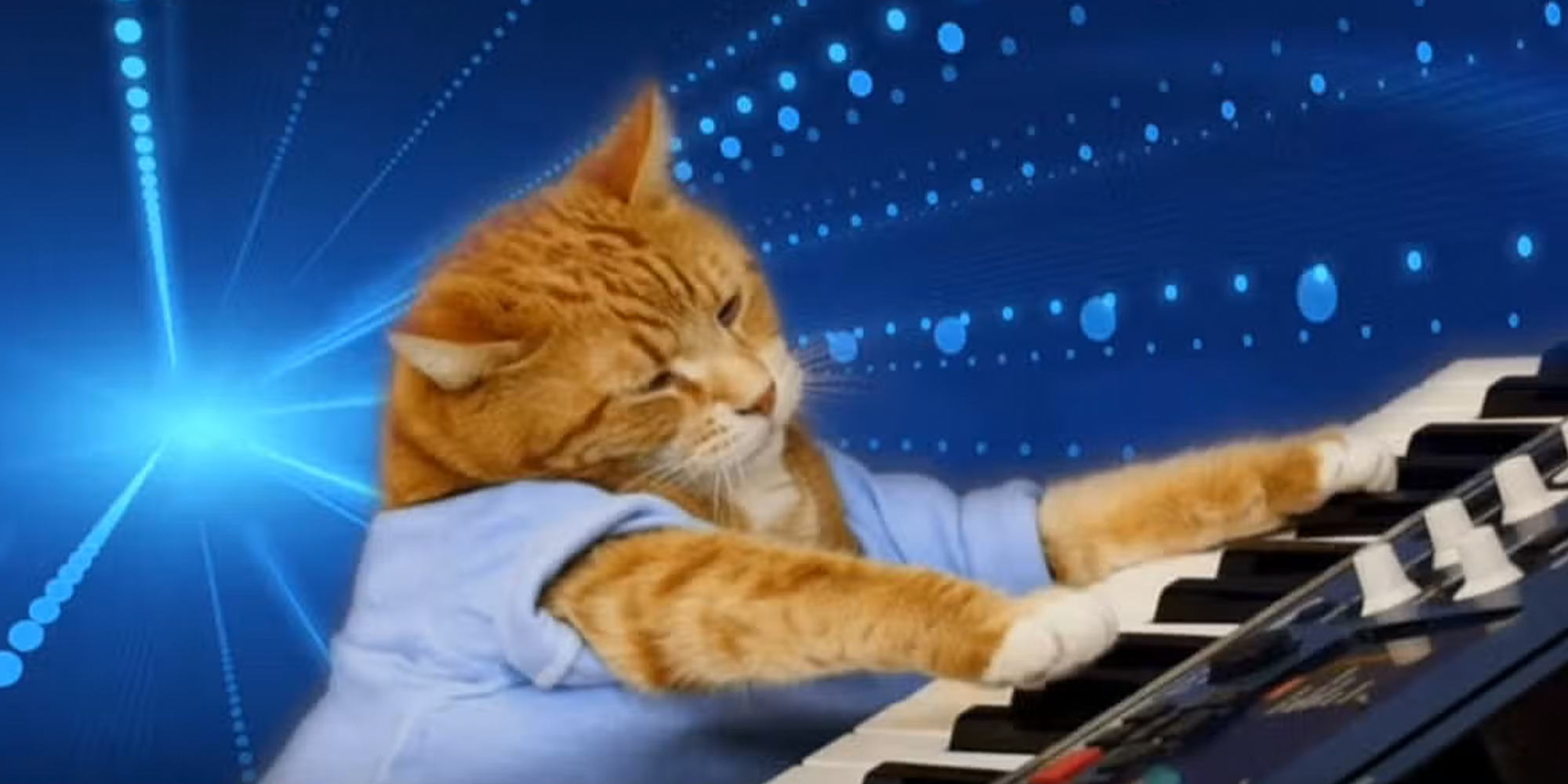 keyboard cat