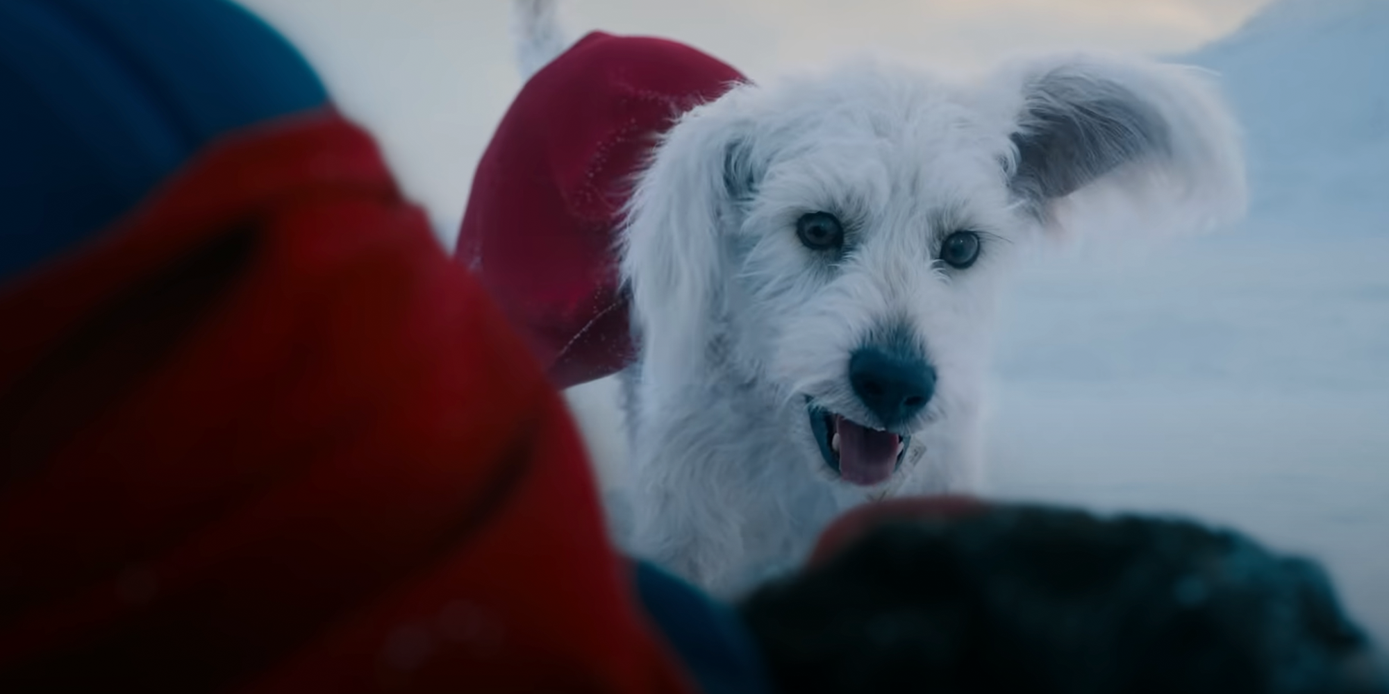 krypto in superman movie closeup