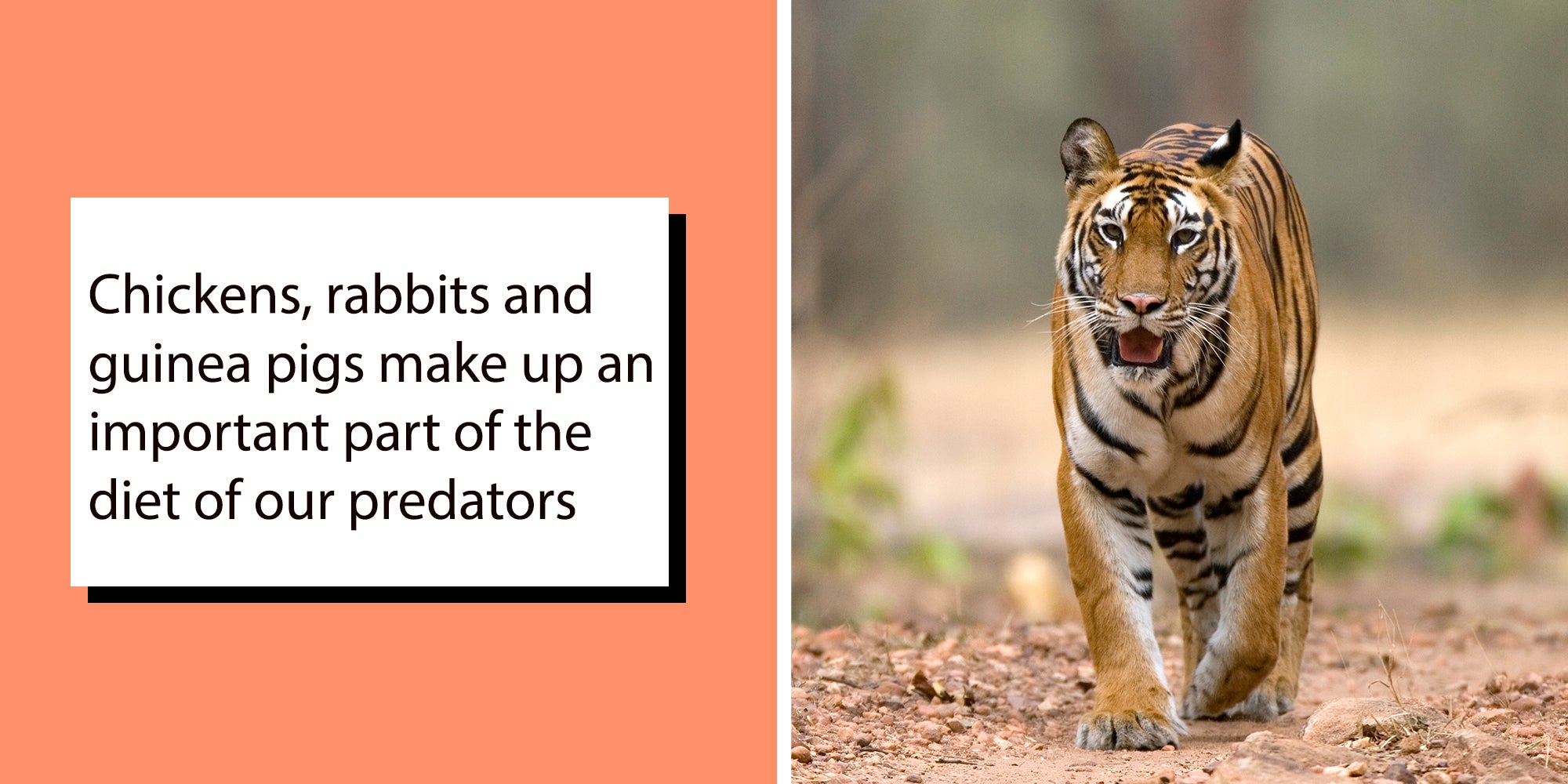 Left: Text reading "Chickens, rabbits and guinea pigs make up an important part of the diet of our predators" Right: Female Indian tiger