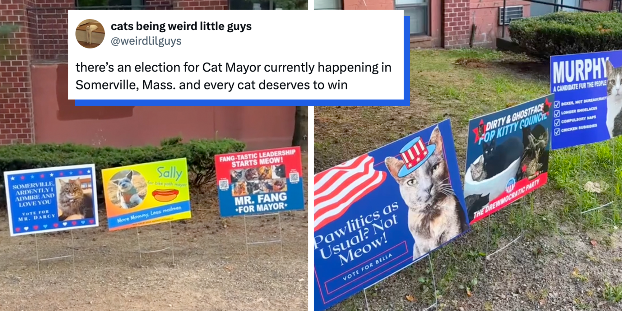 signs for the cat mayor race in somerville mass
