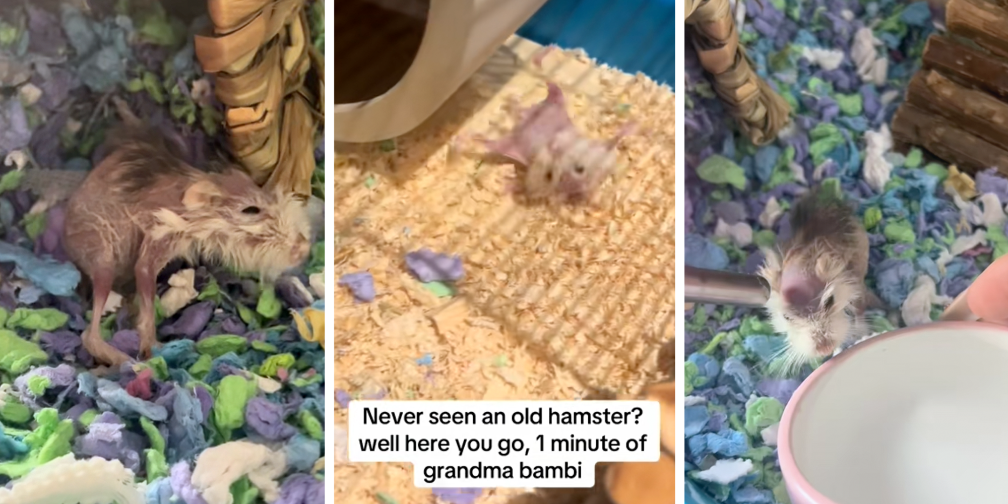 grandma bambi old hamster