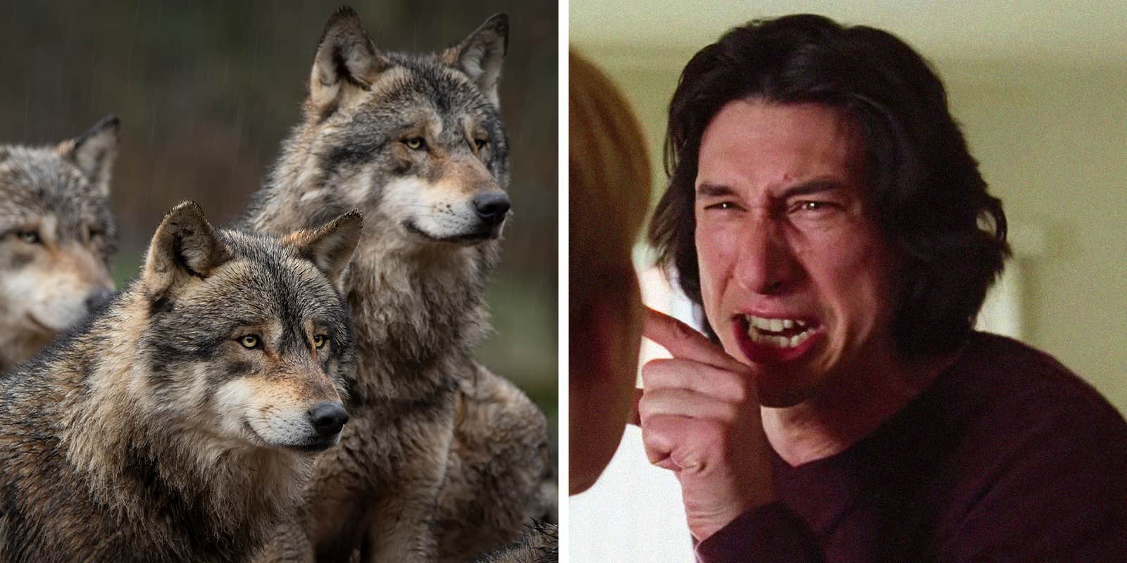 USDA Using "Marriage Story" Scene For Wolf-Hazing