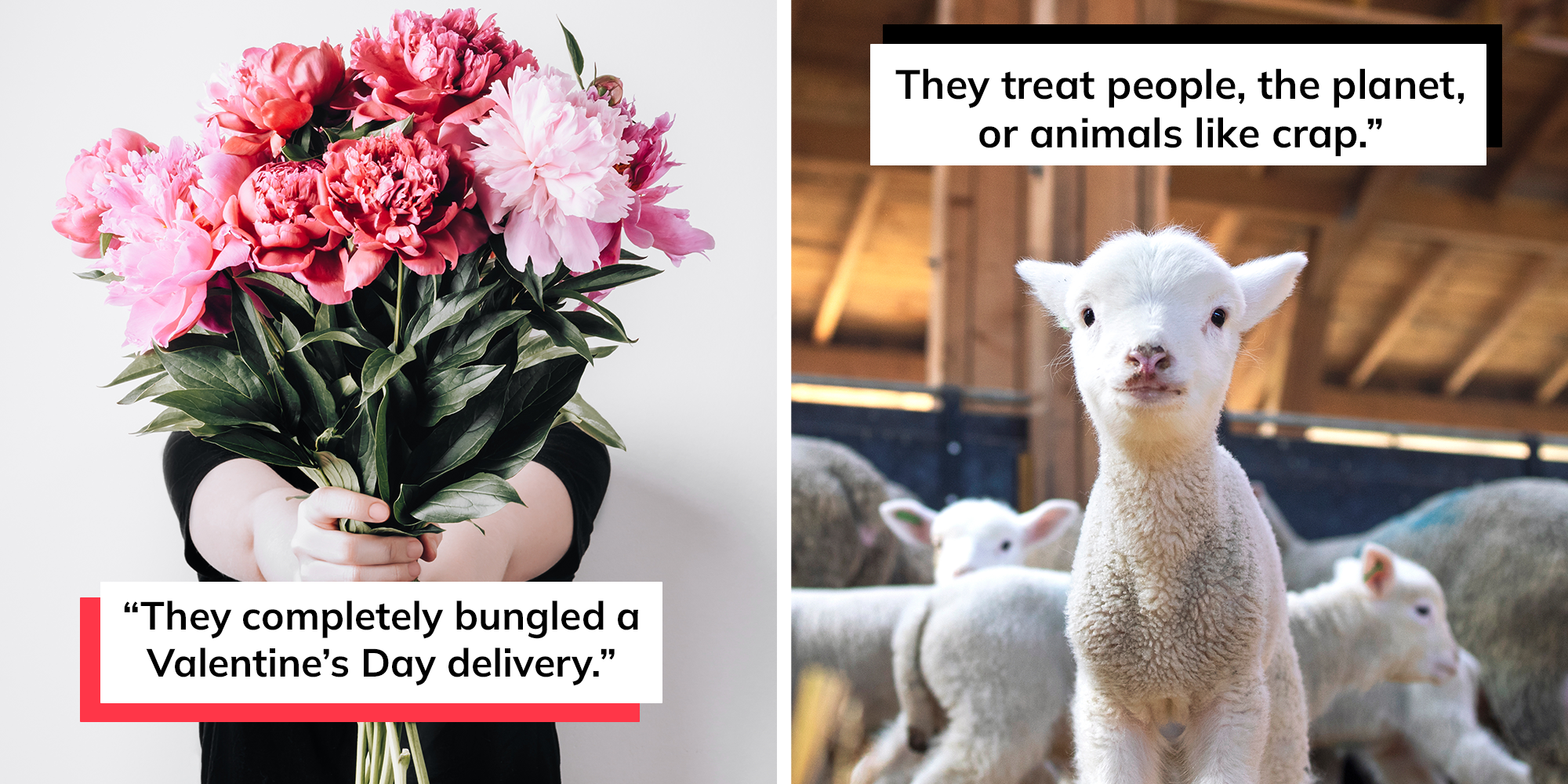 reasons to boycott business