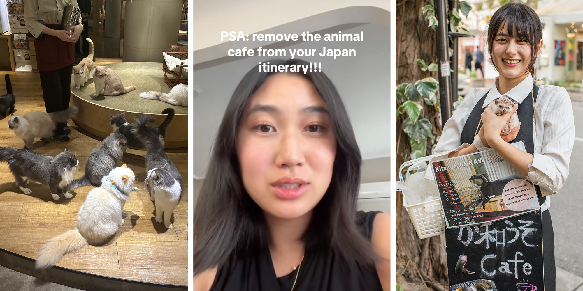 animal cafes in japan