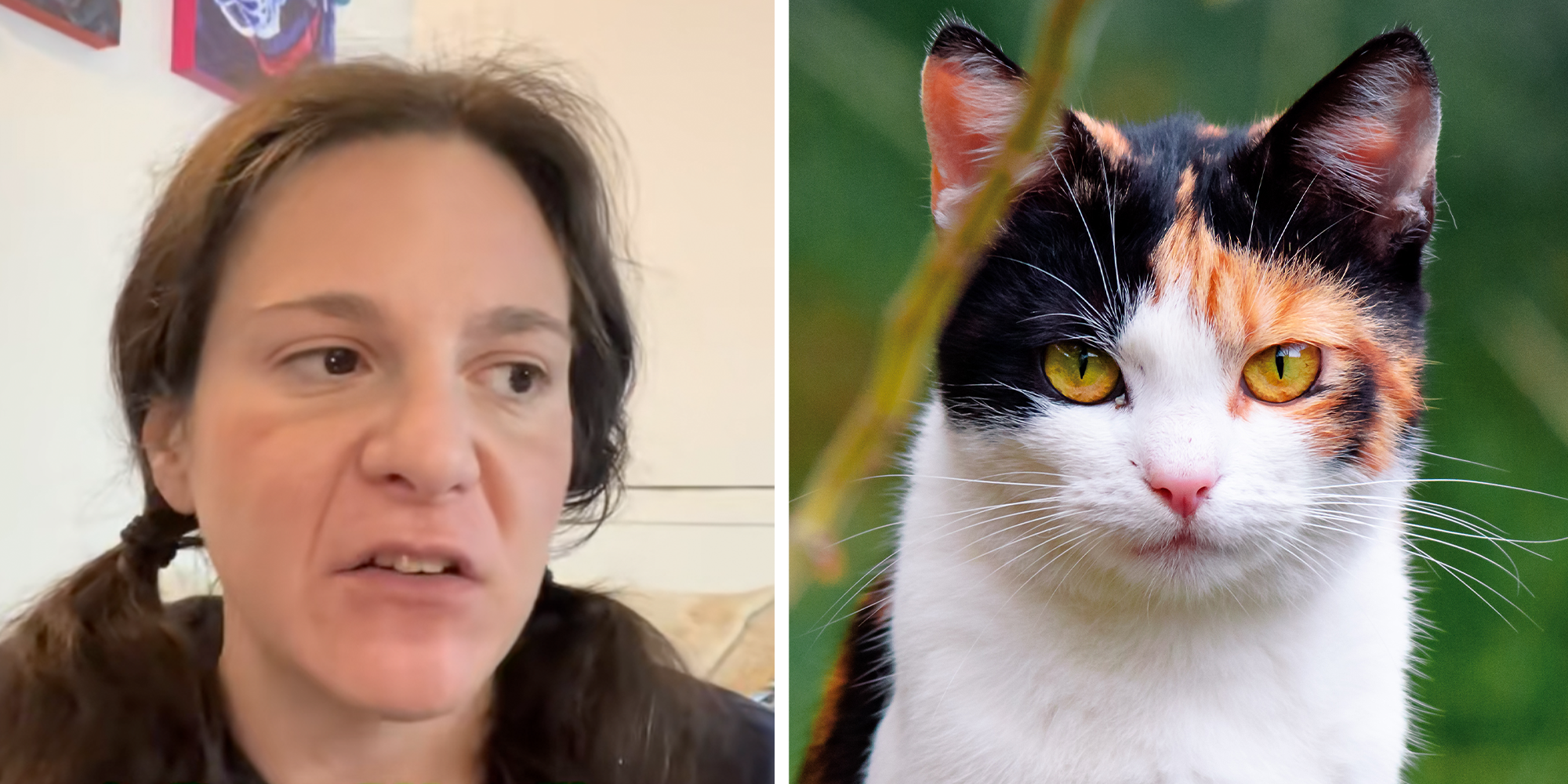 animal communicator devil cat