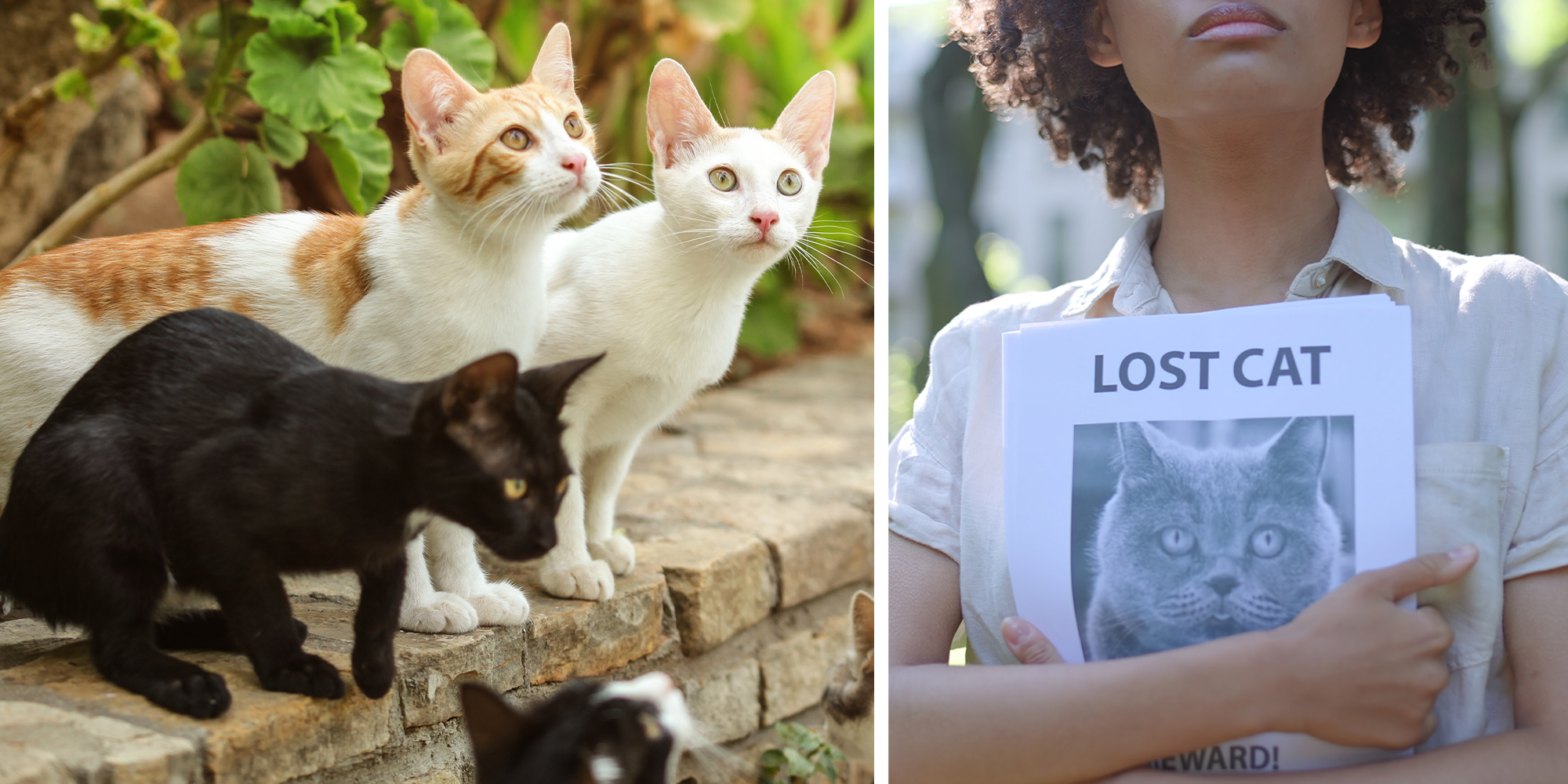 japanese missing cat method goes viral on tiktok