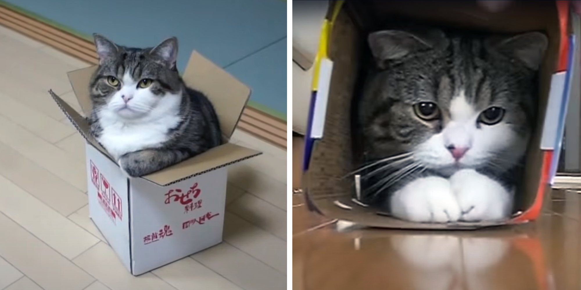 rip maru the cat who loved boxes