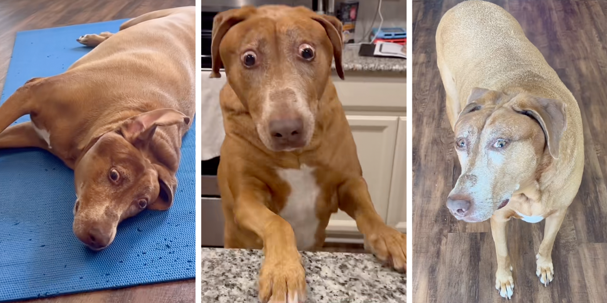 belle shocked dog meme