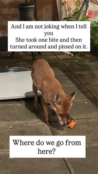 Instagram video showing a fox pawing at a carrot.