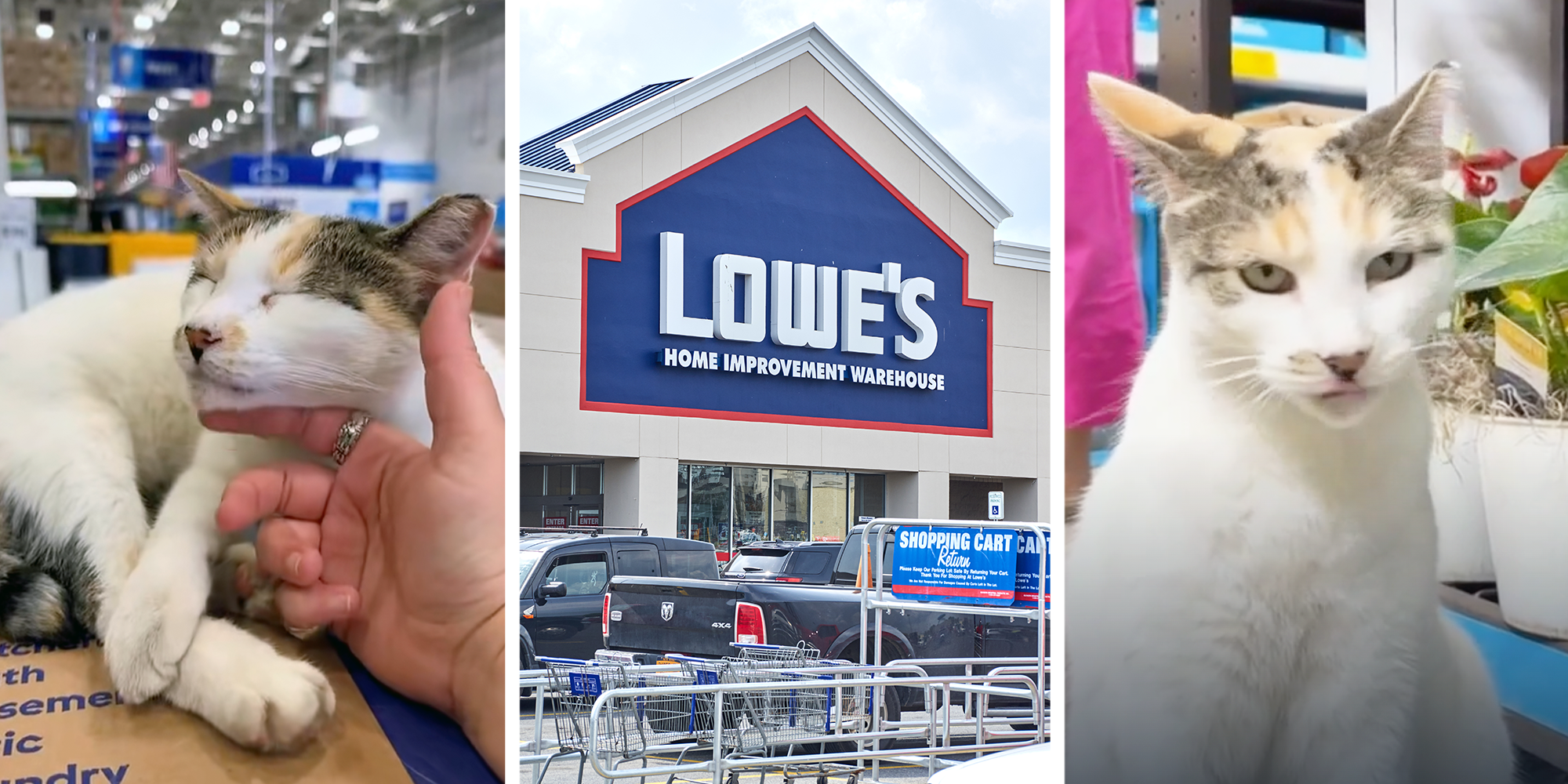 “Keep an eye on that escape artist”: Workers at a Virginia Lowe’s store find beloved missing cat after a multi-state search