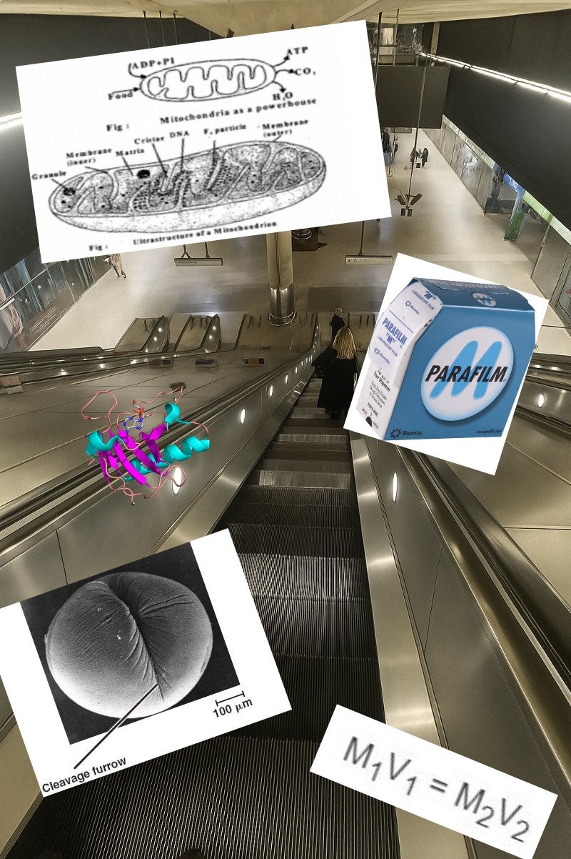 'How a mathematician sees the world' meme representing molecular biologists.