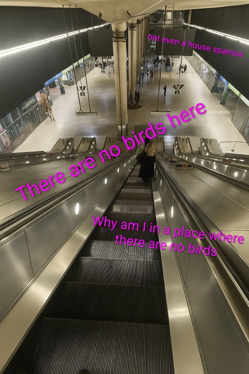 'How a mathematician sees the world' meme representing birders.