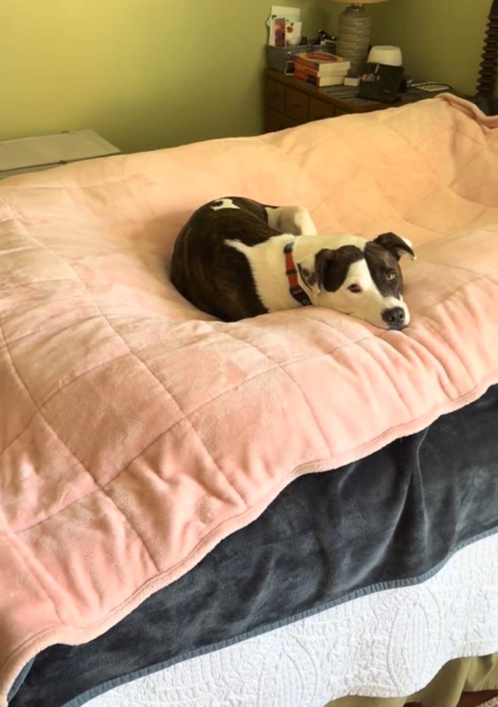 Um cachorro marrom e branco deitado em uma cama de batatas.