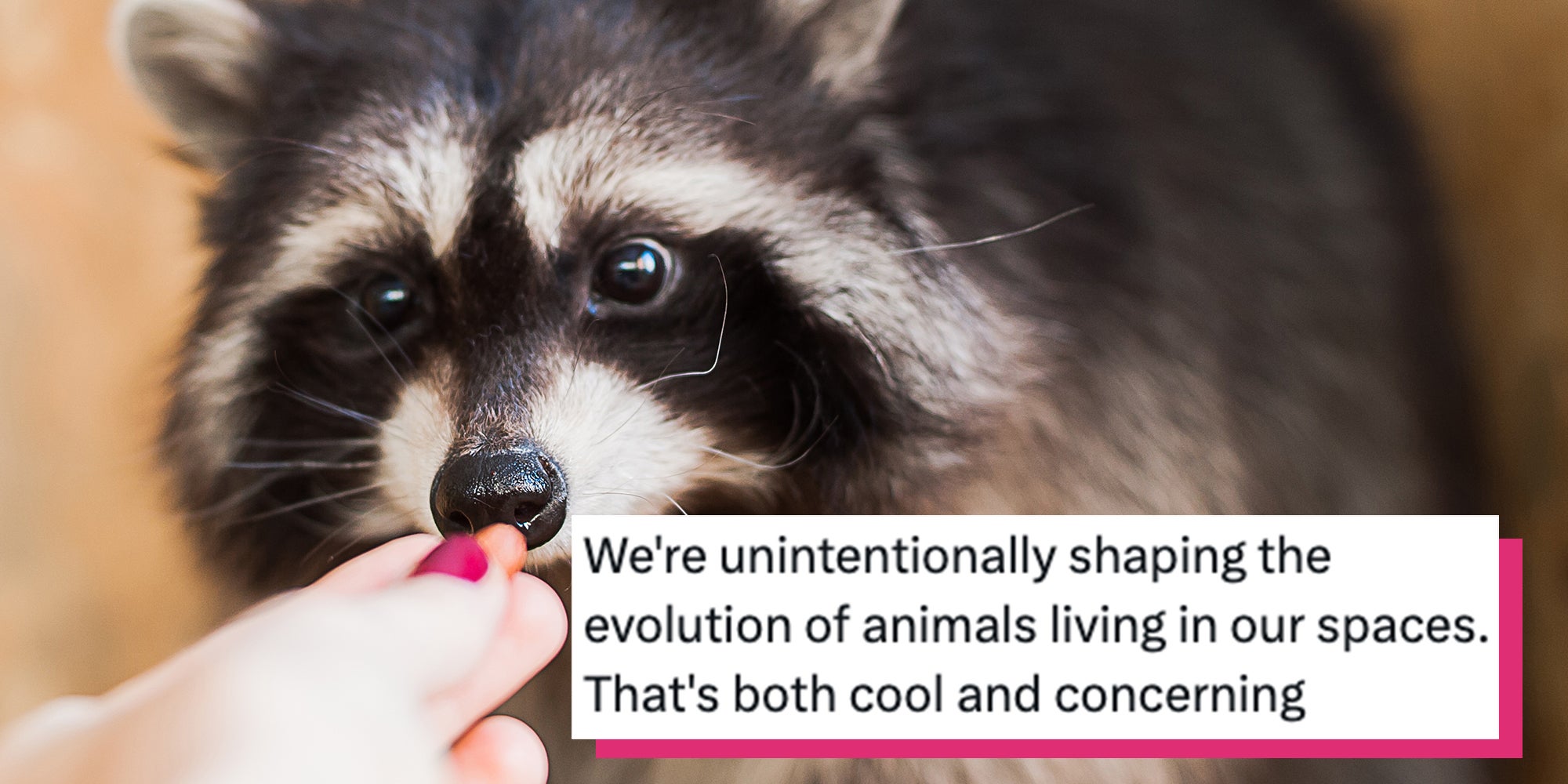 Woman's hand with pink fingernail feeding a small raccoon. Tweet text overlay reads, "We're unintentionally shaping the evolution of animals living in our spaces. That's both cool and concerning."