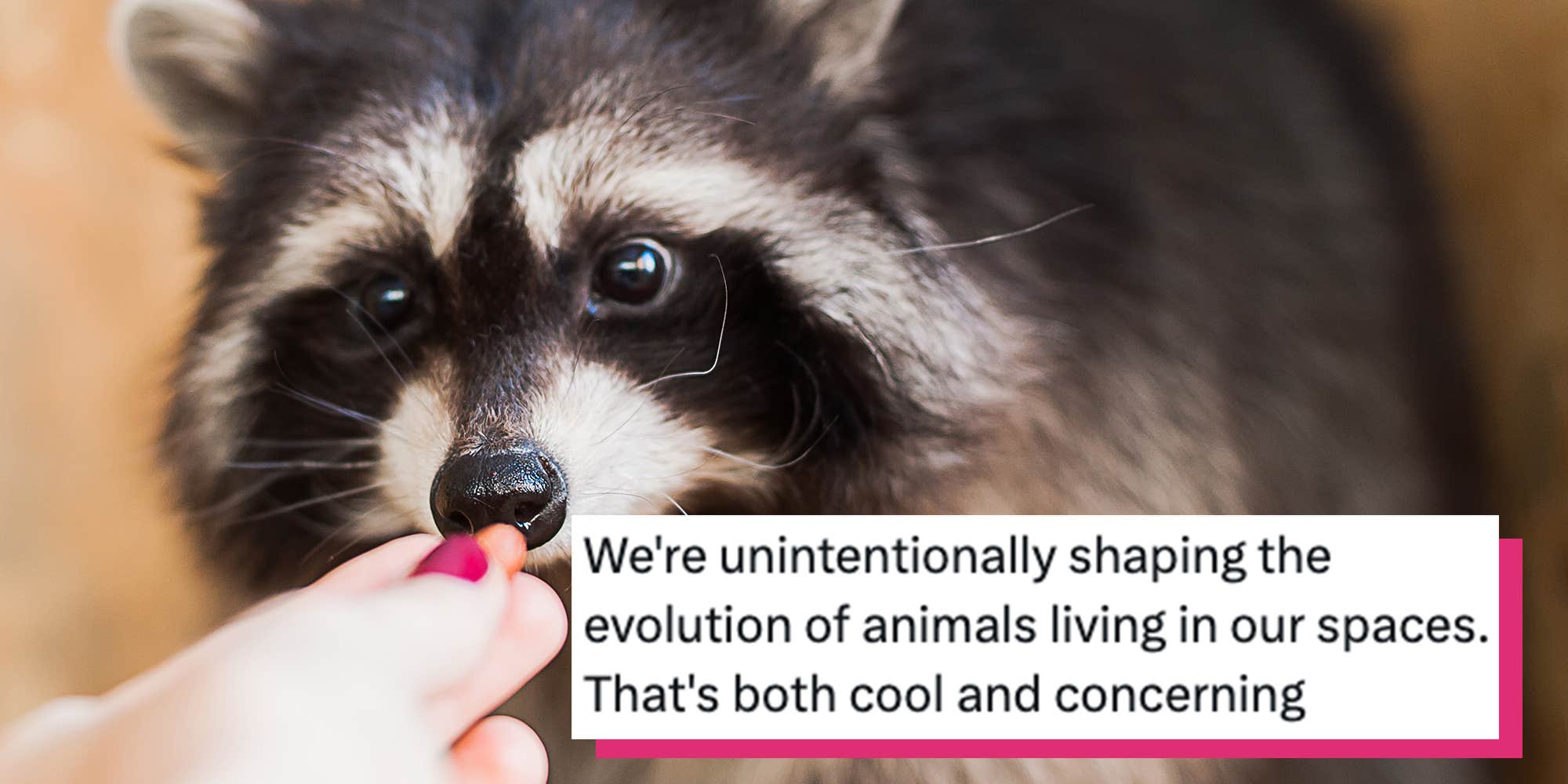 Scientists say raccoons are showing early domestication traits. The internet: "sign me up"