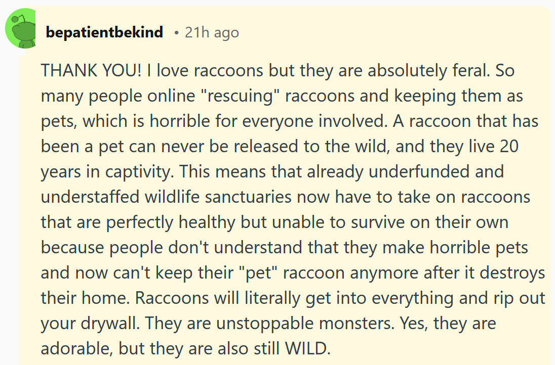Reddit comment reading 'THANK YOU! I love raccoons but they are absolutely feral. So many people online 'rescuing' raccoons and keeping them as pets, which is horrible for everyone involved. A raccoon that has been a pet can never be released to the wild, and they live 20 years in captivity. This means that already underfunded and understaffed wildlife sanctuaries now have to take on raccoons that are perfectly healthy but unable to survive on their own because people don't understand that they make horrible pets and now can't keep their 'pet' raccoon anymore after it destroys their home. Raccoons will literally get into everything and rip out your drywall. They are unstoppable monsters. Yes, they are adorable, but they are also still WILD.'