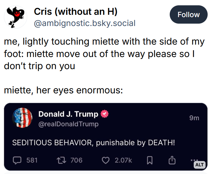 Bluesky post reading 'me, lightly touching miette with the side of my foot: miette move out of the way please so I don’t trip on you miette, her eyes enormous:' followed by a Trump Truth Social post.
