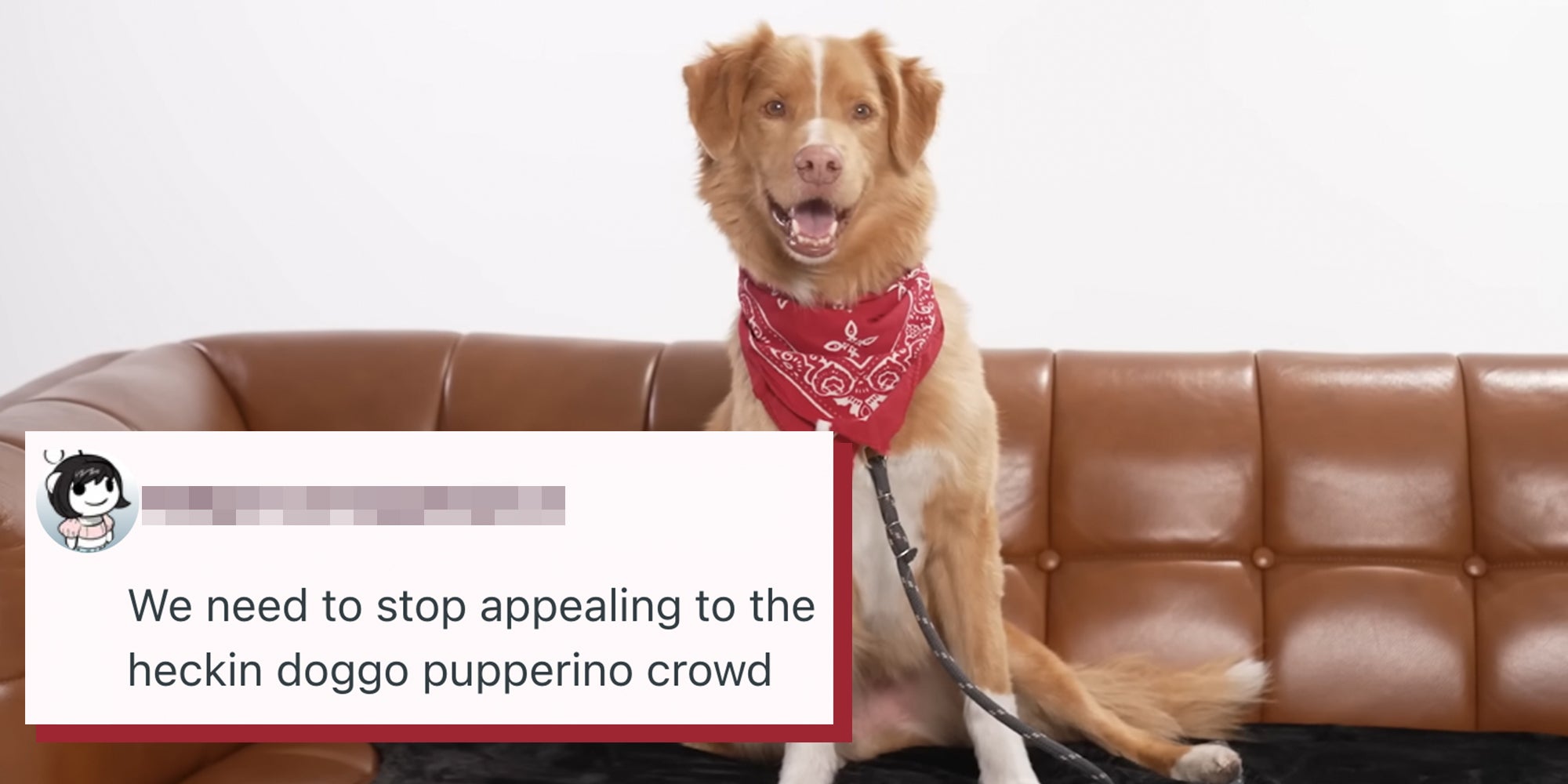 Indy, a Nova Scotia Duck Tolling retriever sitting on a brown couch. Reddit comment text overlay reads, 'We need to stop appealing to the heckin doggo pupperino crowd.'