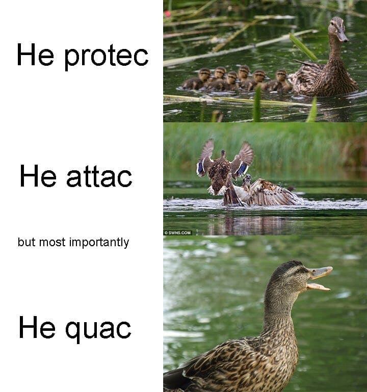 he protect he attac he quac duck meme