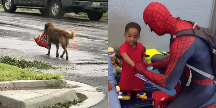 An image of Otis the dog from Sinton, Texas, carrying around a bag of dog food, next to an image of Spiderman bringing stickers to children in Harvey shelters.