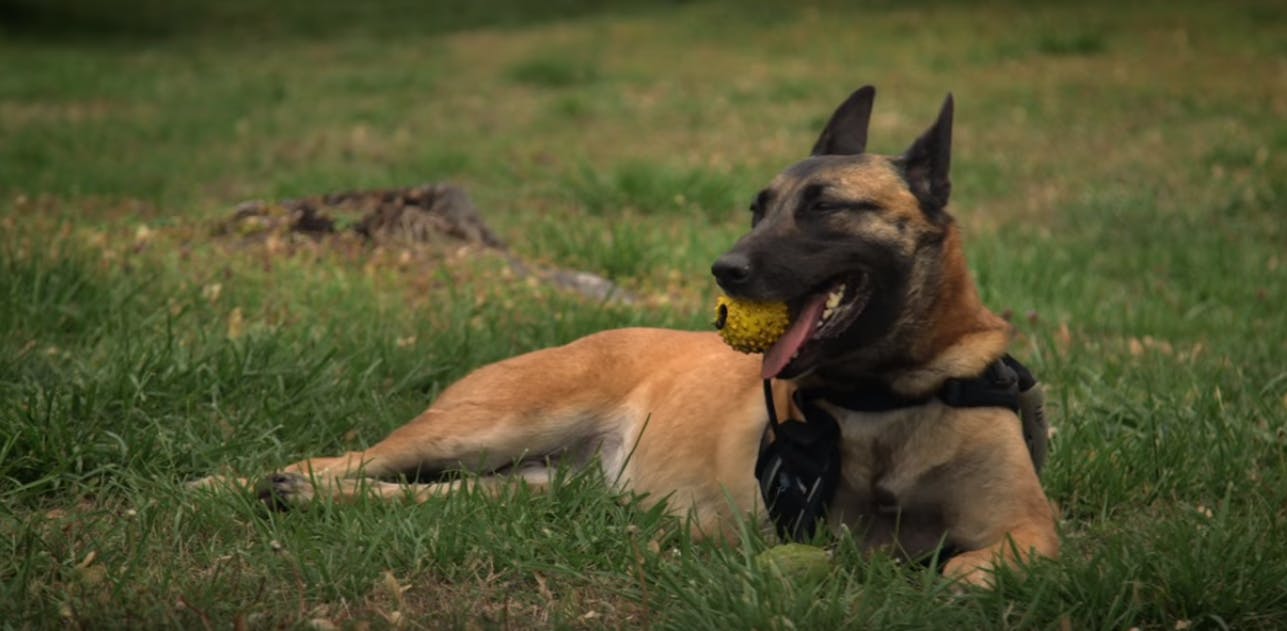hbo war dog review