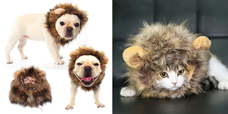 pet lion costume