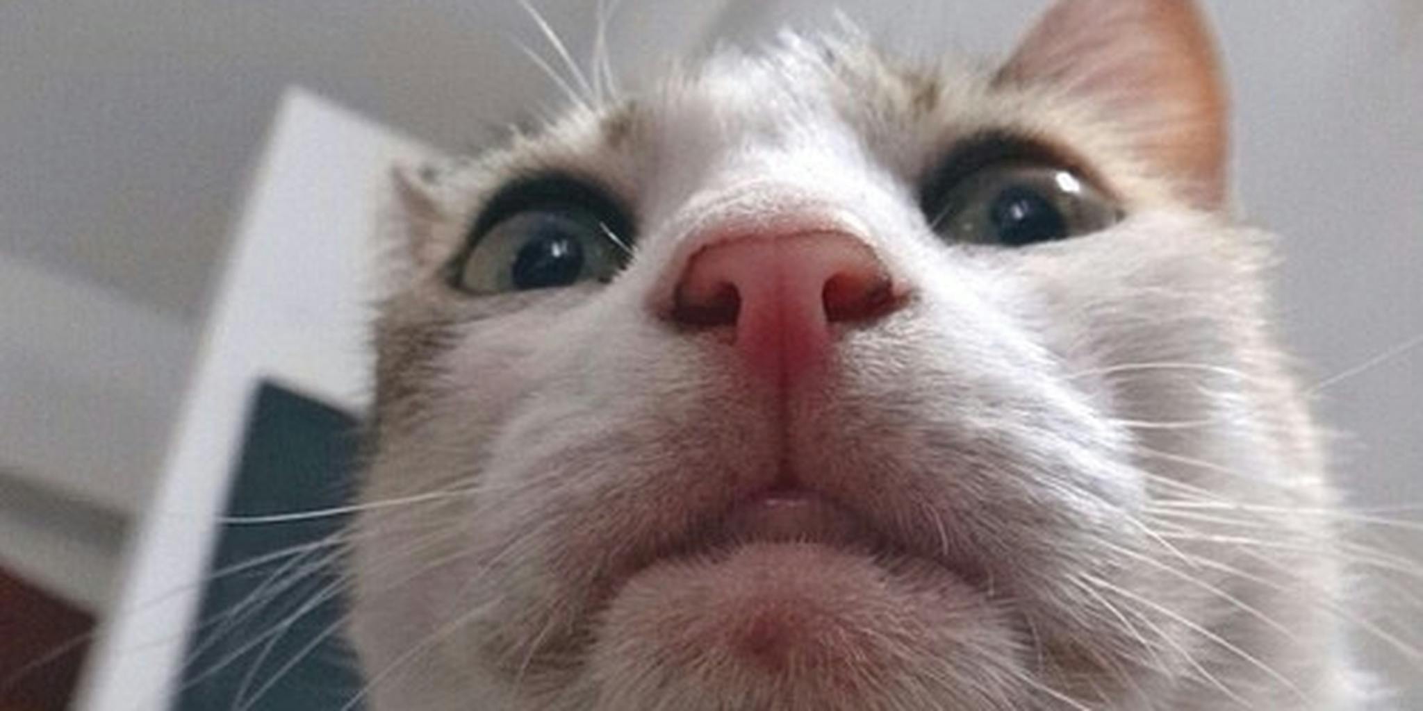 Cats webcam. Кот смотрит в камеру. Фото кота который смотрит в камеру Мем.