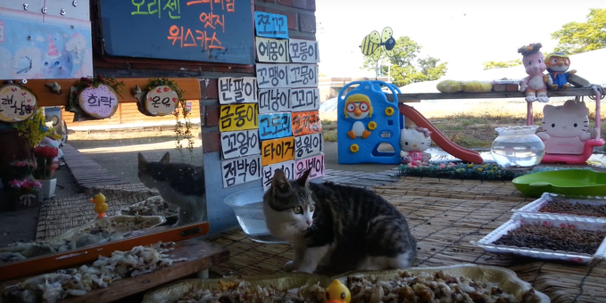 Neko Atsume comes to life with Korean livestream of stray cats The