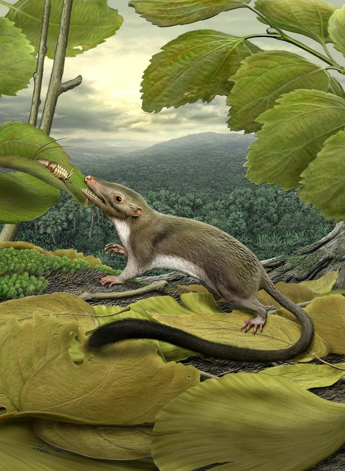 Help name our shrew-like common ancestor - The Daily Dot