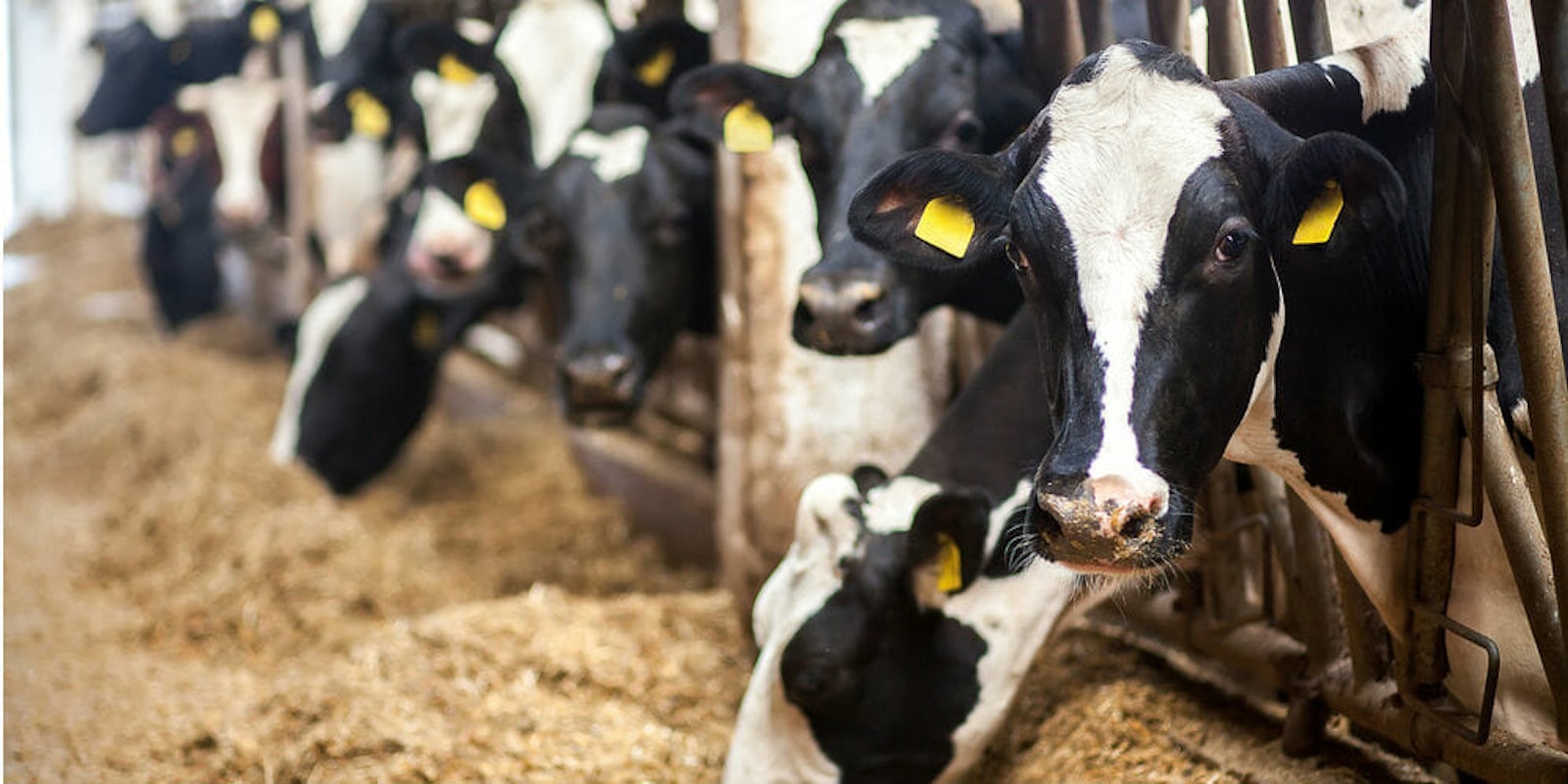 cows barn animals - hiv vaccine