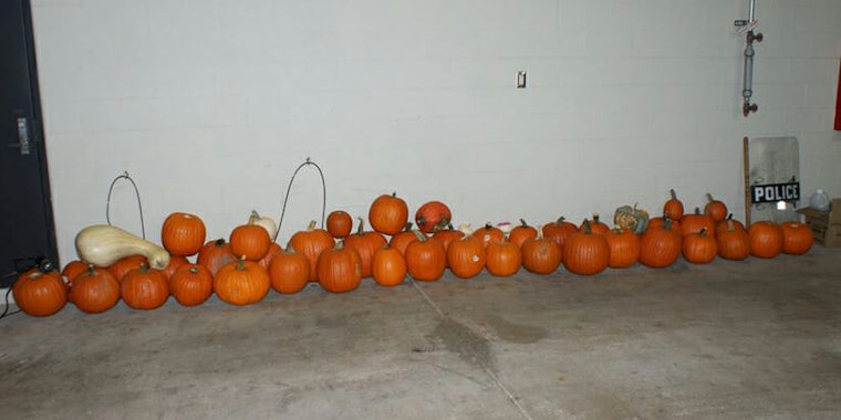 Pumpkin Lineup