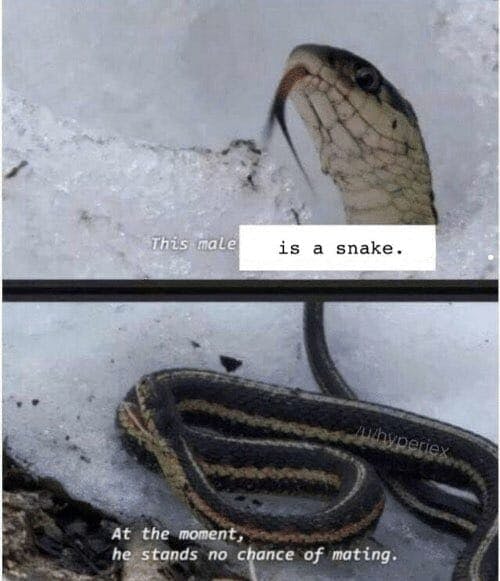 snake mating anti-joke