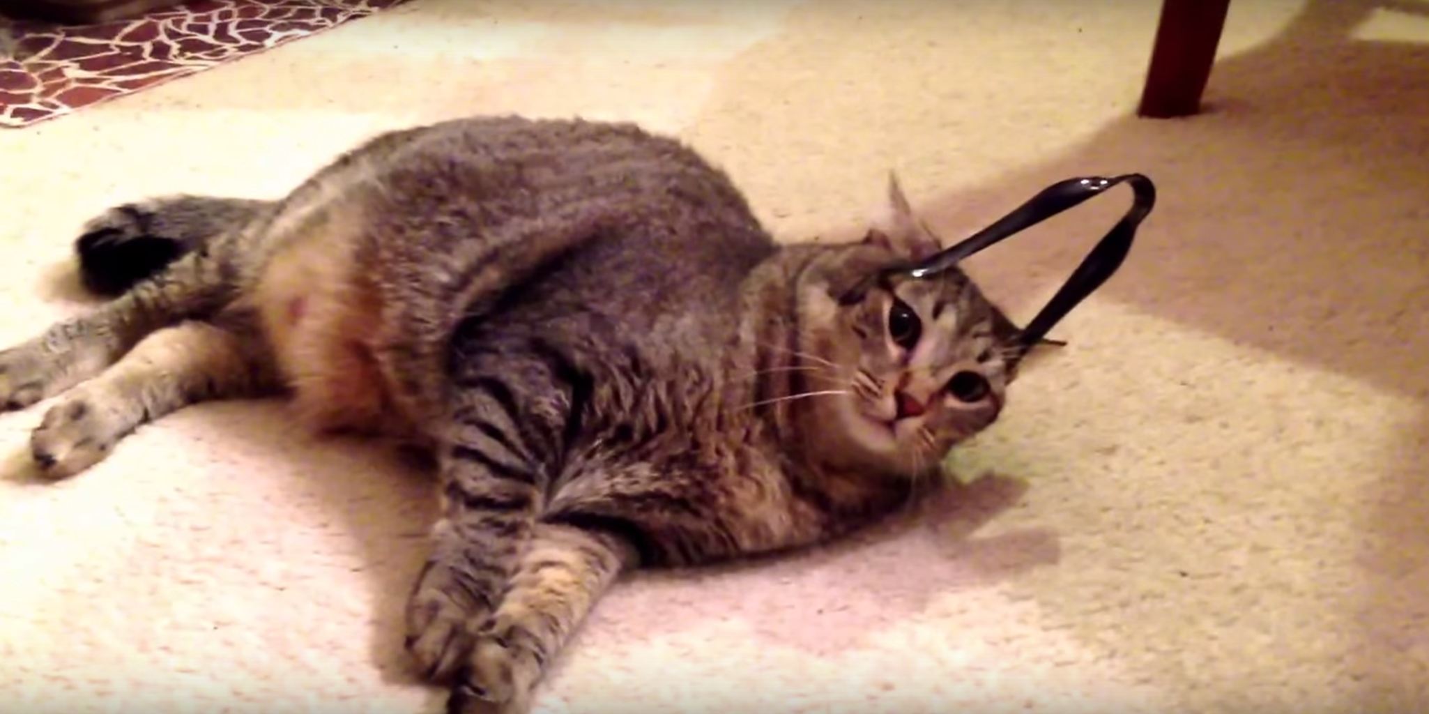 Guy keeps putting salad tongs on his annoyed cat's head